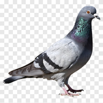 Pigeon Standing On The Ground PNG