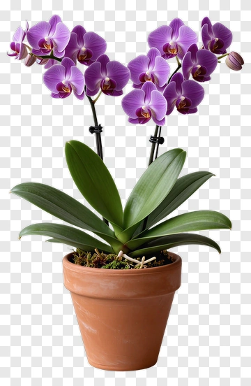 Purple Orchid Plant In A Terracotta Pot PNG