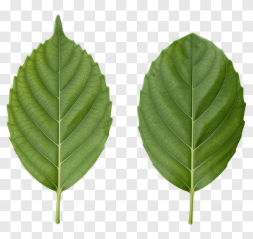 Green Leaf PNG