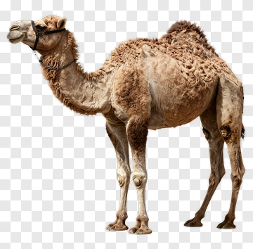 Camel Standing In Profile PNG