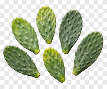 Cactus Pads PNG