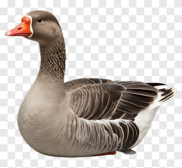 Goose Sitting On The Ground PNG