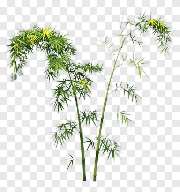 Bamboo Plant PNG