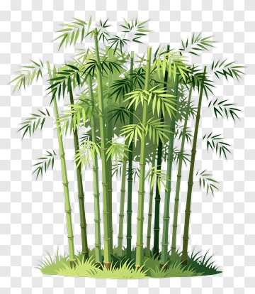 Bamboo Plant Group PNG