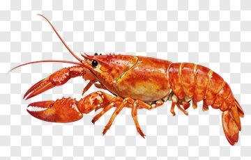 Realistic Lobster Illustration PNG