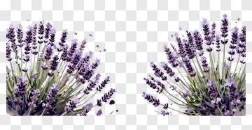 Lavender Flowers In Bloom PNG