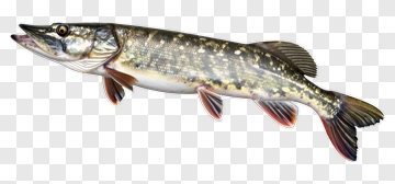 Northern Pike Fish PNG