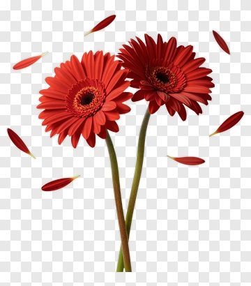 Red Gerbera Flowers With Petals PNG