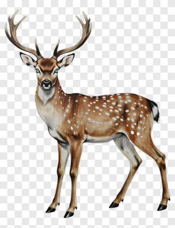 Realistic Deer With Antlers PNG