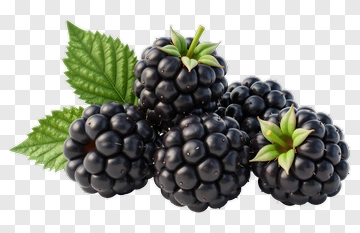 Fresh Blackberries With Green Leaves PNG