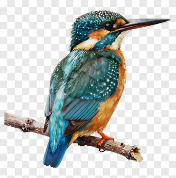 Colorful Kingfisher Bird Perched On A Branch PNG