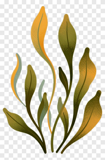 Colorful Leaves Design PNG