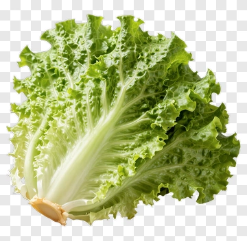 Fresh Lettuce Leaf PNG