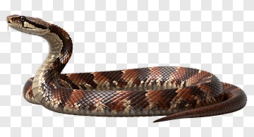 Realistic Snake PNG
