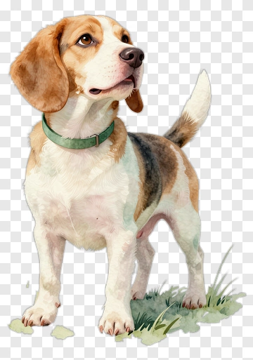 Beagle Dog Standing On Grass PNG