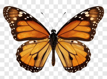 Monarch Butterfly PNG