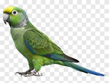 Colorful Parrot With Green Feathers PNG