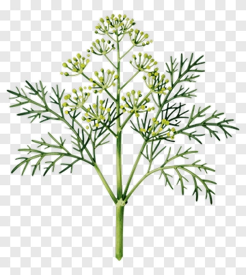 Green Dill Plant PNG