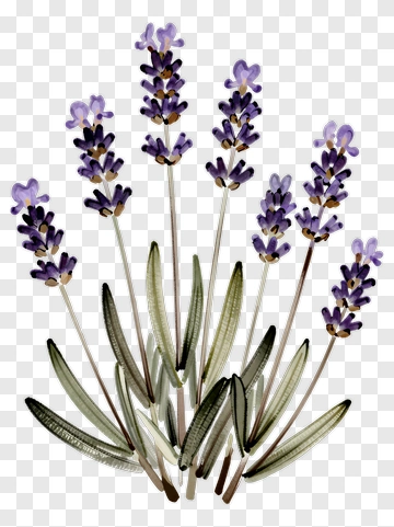Lavender Plant With Purple Flowers PNG