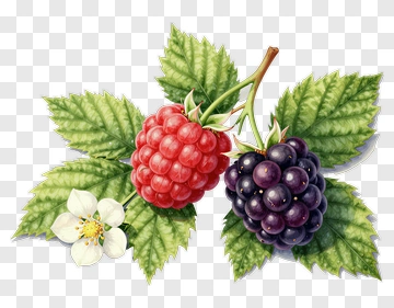 Raspberry And Blackberry With Leaves PNG