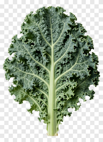 Kale Leaf PNG