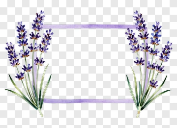 Lavender Flower Frame PNG