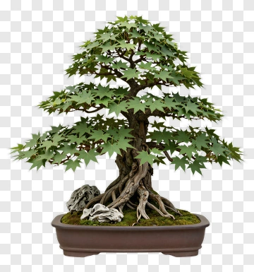 Bonsai Tree In A Pot PNG
