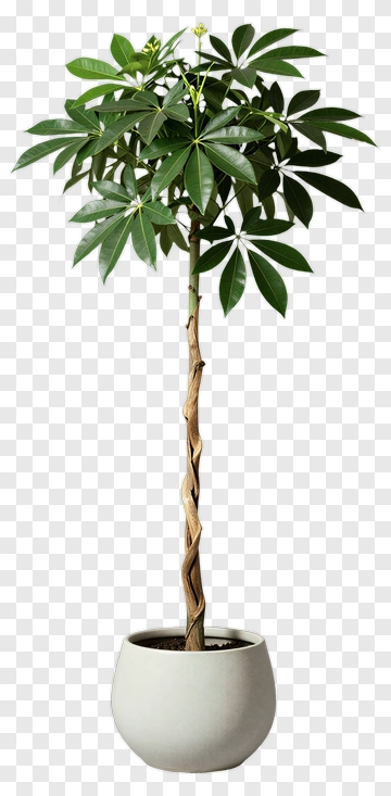 Potted Money Tree PNG