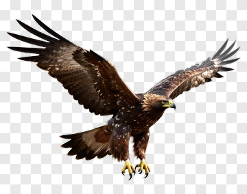 Golden Eagle In Flight PNG