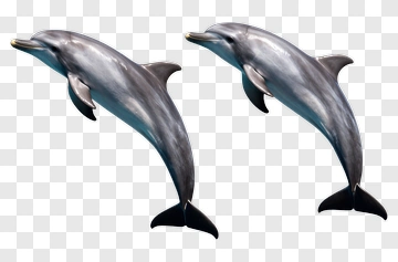 Two Dolphins Swimming Together PNG
