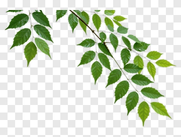 Green Leaves On Branch PNG