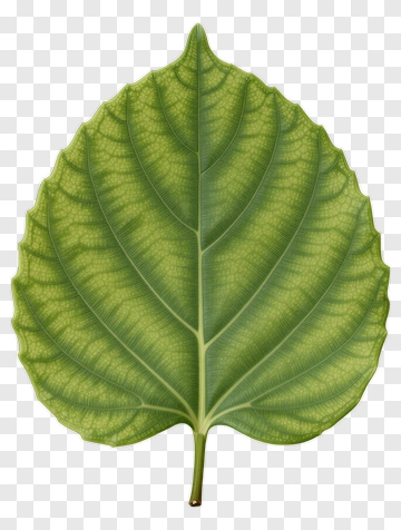 Green Leaf PNG