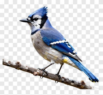 Blue Jay Perched On A Branch PNG