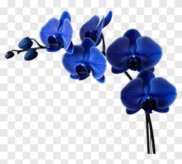 Blue Orchid Flower Arrangement PNG