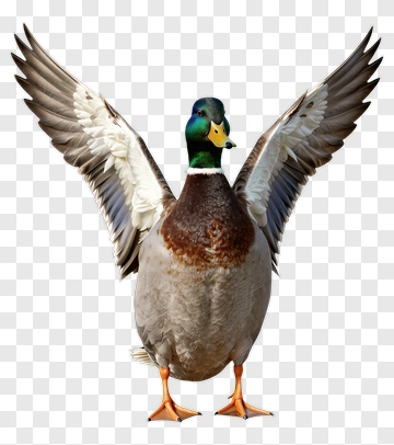Mallard Duck Spreading Its Wings PNG