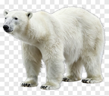 Polar Bear Standing PNG