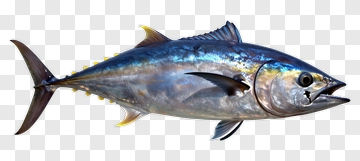 Realistic Tuna Fish PNG