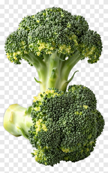 Fresh Broccoli PNG