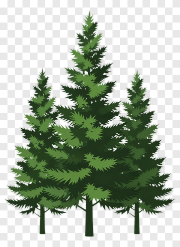 Group Of Green Pine Trees PNG
