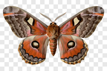 Colorful Butterfly With Detailed Patterns PNG