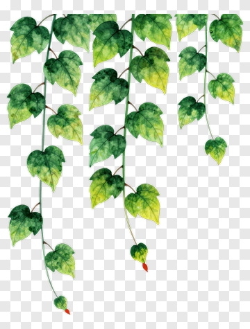 Watercolor Green Ivy Leaves PNG