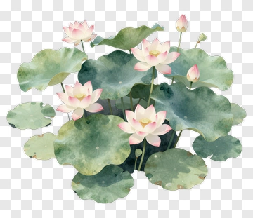 Watercolor Lotus Flowers And Leaves PNG