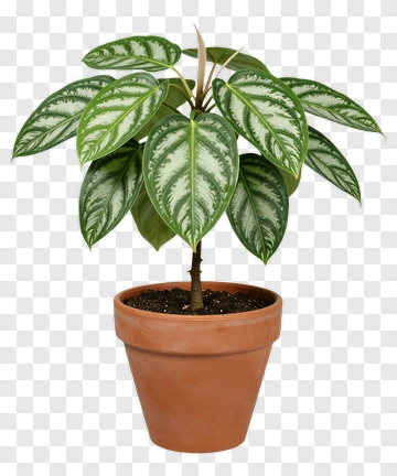 Potted Plant With Green Leaves PNG