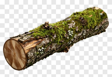 Log Covered With Moss And Flowers PNG