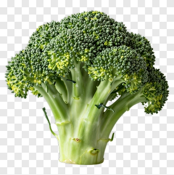 Fresh Broccoli Head PNG