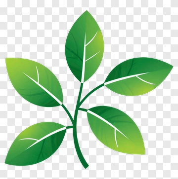 Green Leaf Branch PNG