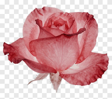 Pink Rose PNG