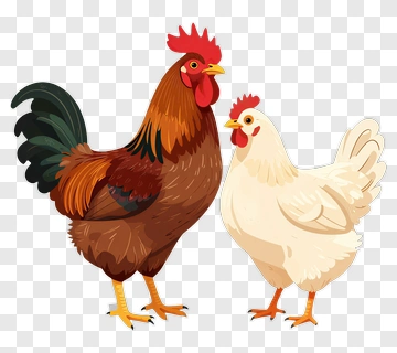 Rooster And Hen Couple PNG