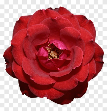 Red Rose Flower PNG