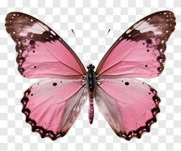 Pink Butterfly PNG